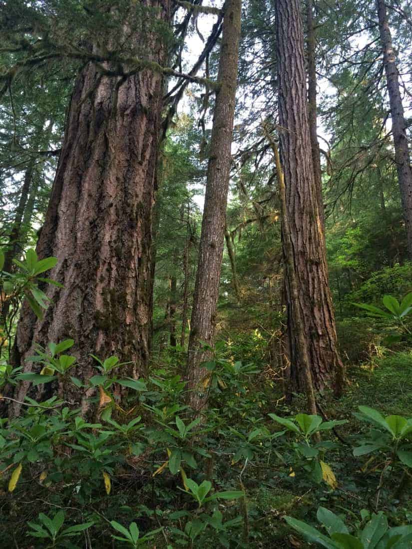 Old growth forests have bigger trees and a more complex understory. HJ Andrews Experimental Forest in Oregon. Photo: Matthew Betts, Oregon State University. Public domain