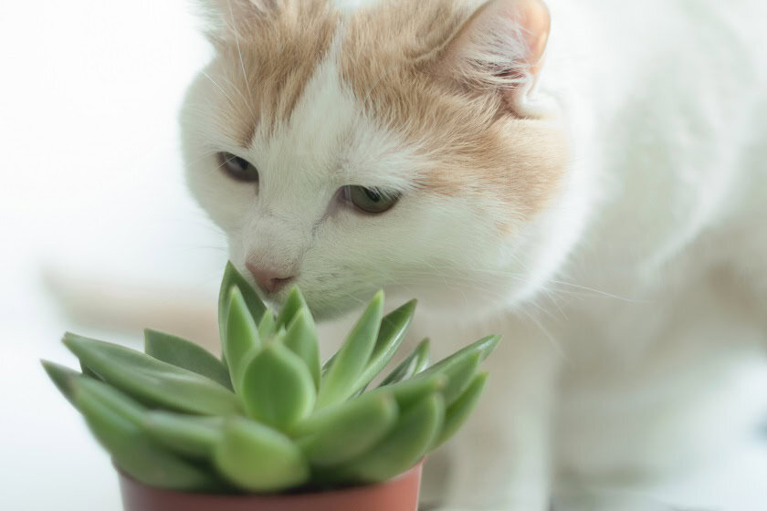 Für Tiere und kleine Kinder können Echeverien leicht giftig sein.