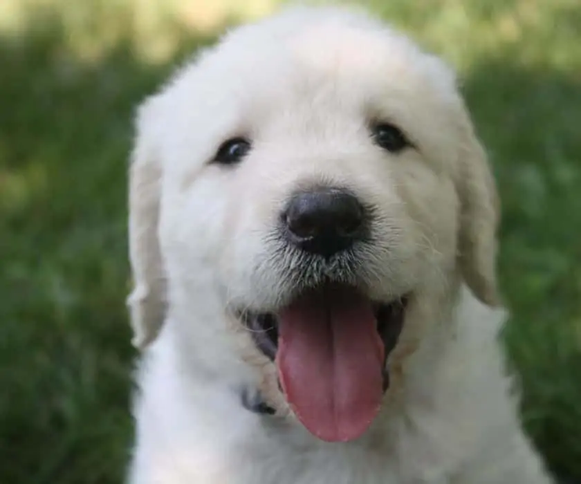 Dog stare is a sign of love to you