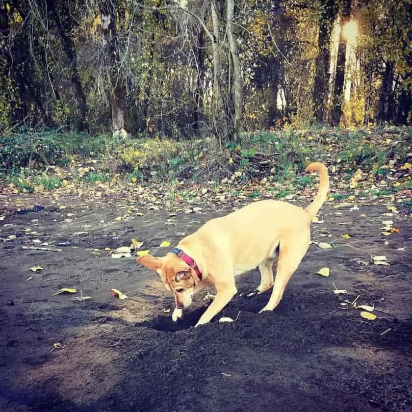 Dog digging a hole