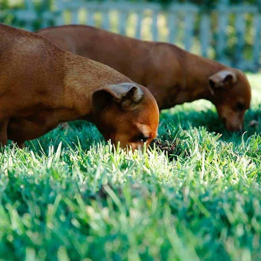 Why do dogs eat grass