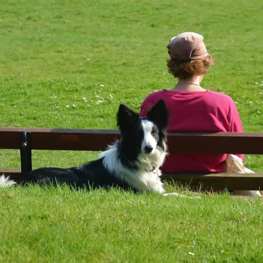 Criteria to qualify for a psychiatric service dog