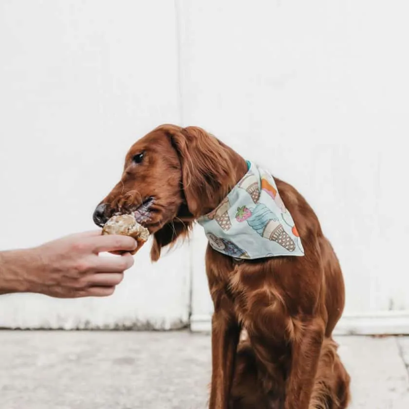 Why dogs lick: You taste good