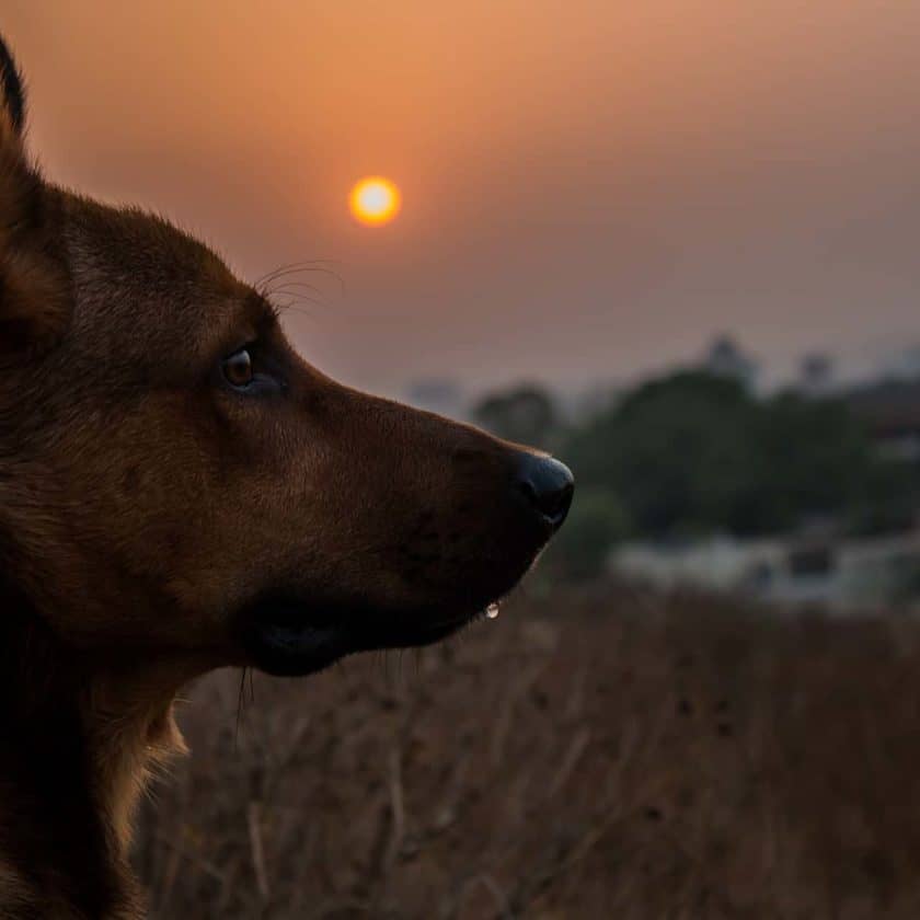 Dogs can grieve just like the rest of us. If a dog’s owner or a close companion pet passes away, you may notice signs of depression in your dog.