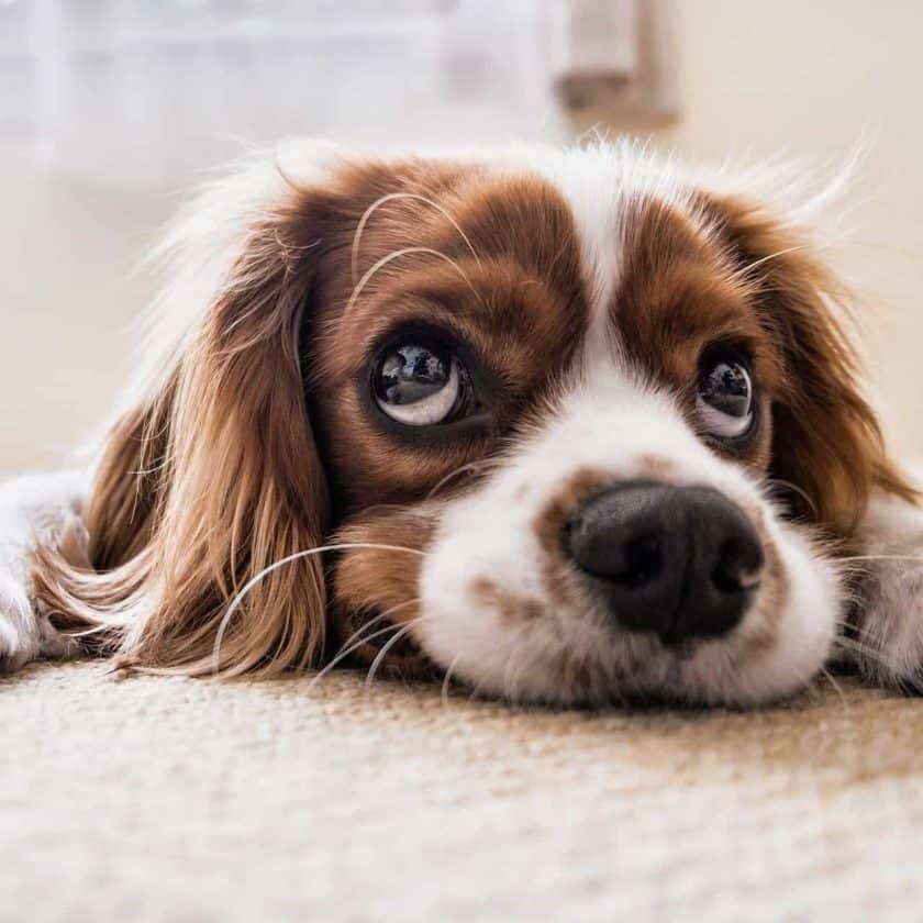 Signs of an Insecure Dog: Half Moon Eyes