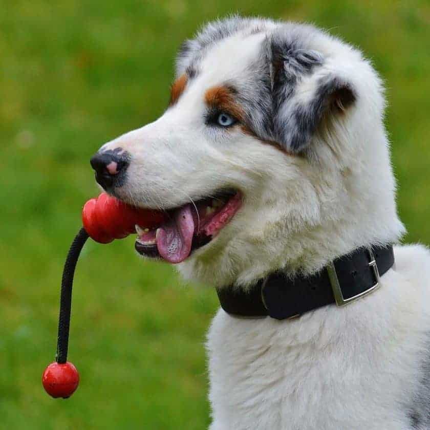Playing with you is a sign that your dog loves you