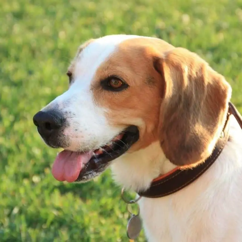 dog floppy ears is a sign that he is happy