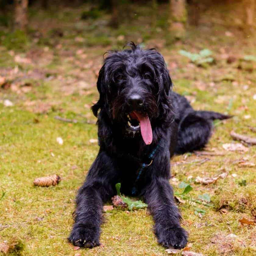 How do I know if my dog is panting too much?