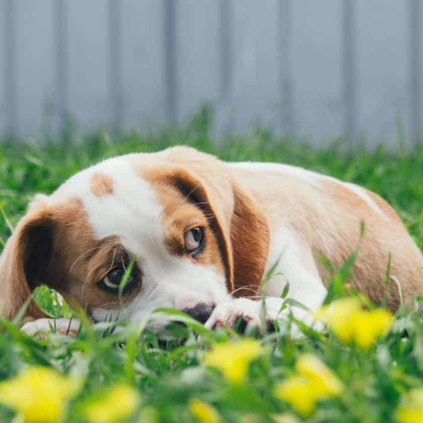 11 Ways To Tell If Your Dog Is Sad Or Upset: Hiding away