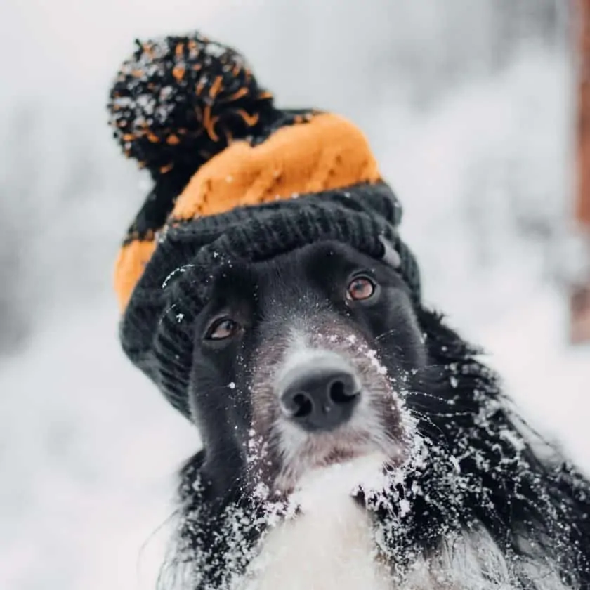 How do dogs pick their favorite person?