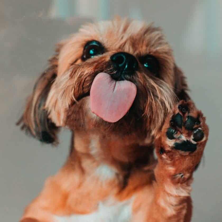 What does it mean when your dog licks you? it shows affection