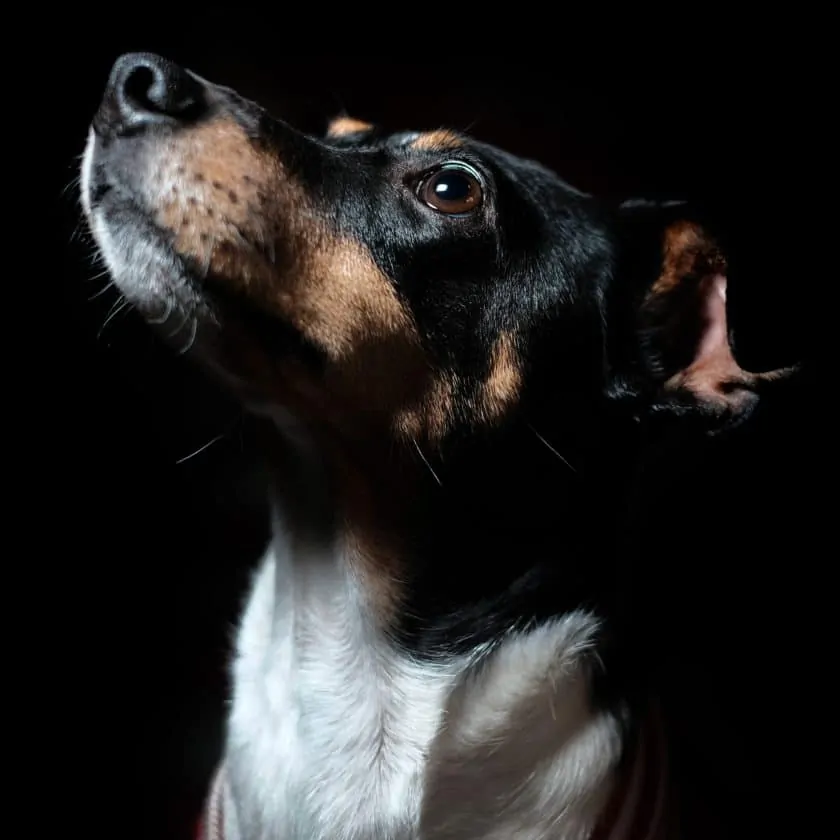 When humans cry, their dogs also feel distress.