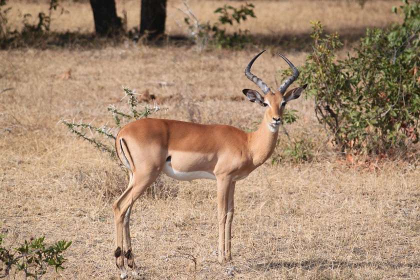 Thomsongazelle Thomsongazelle