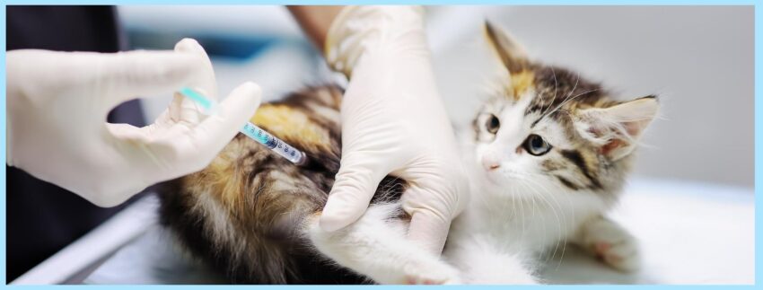 vaccinating older cats