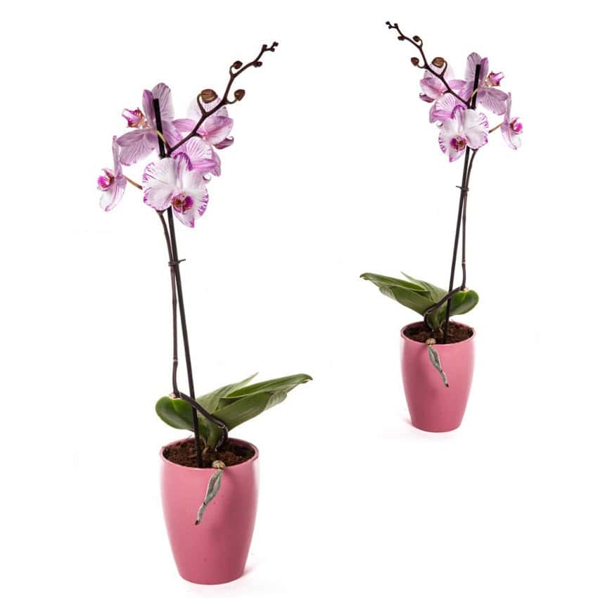 סחלב שני ב-1 ₪! סחלב עם ענף 1