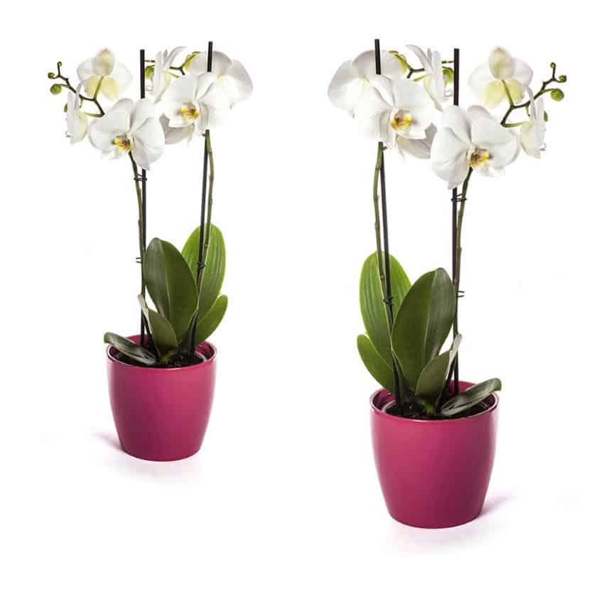 סחלב שני ב-1 ₪! סחלב עם 2 ענפים