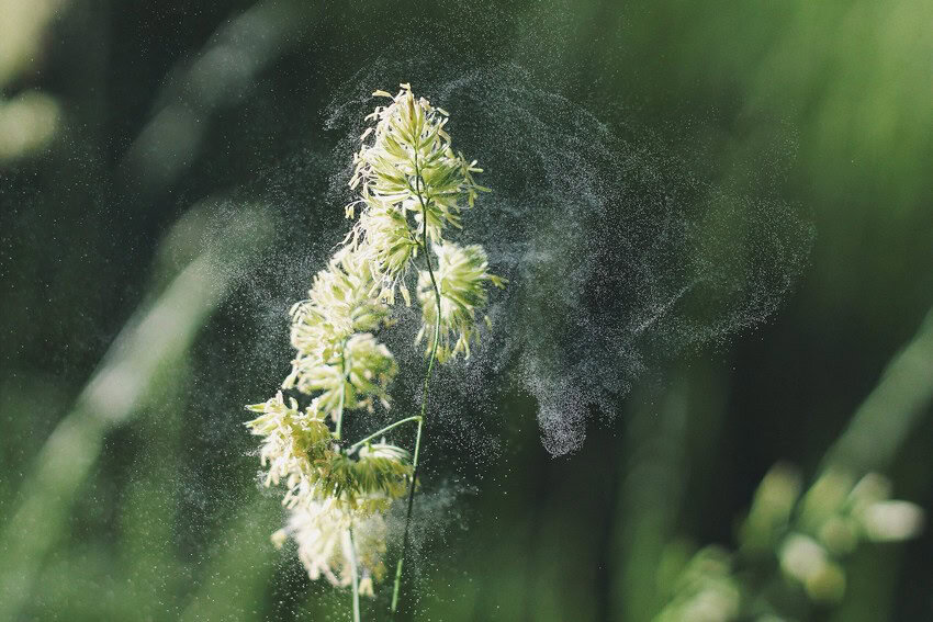 Heavy pollen flight