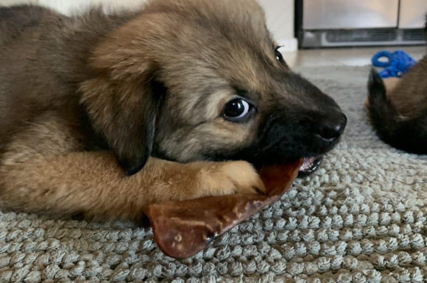 Chewing -Puppy Products and Tips Chewing -Puppy Products and Tips