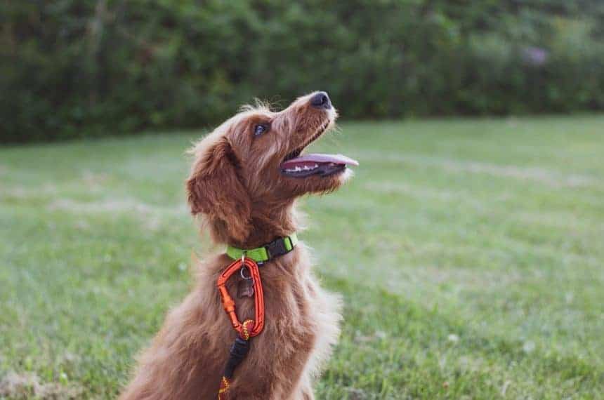 Training tools/Kennel tips-Puppy Products and Tips Training tools/Kennel tips-Puppy Products and Tips