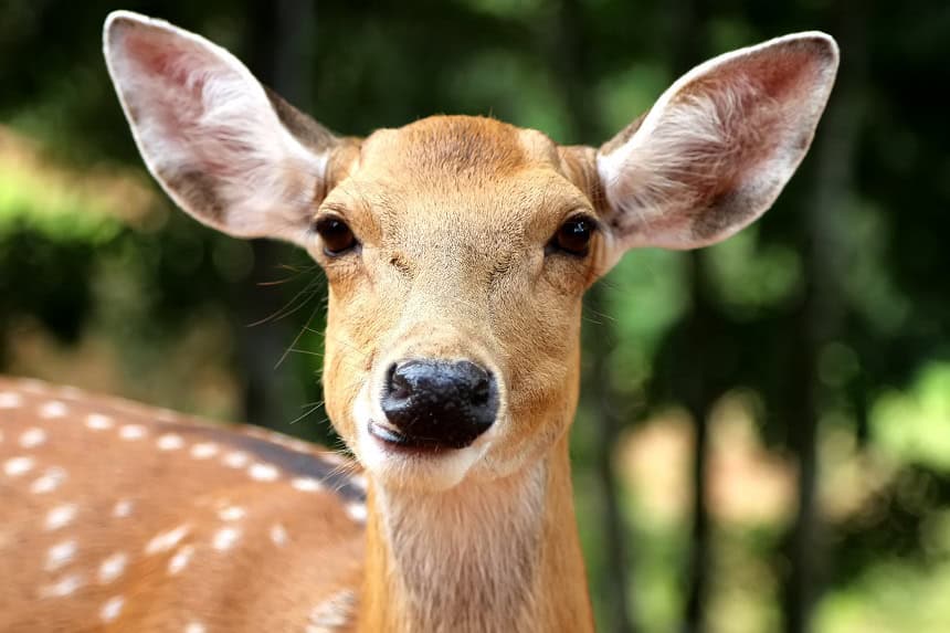 Rehe beobachten in Nürnberg ist ein schönes Date.