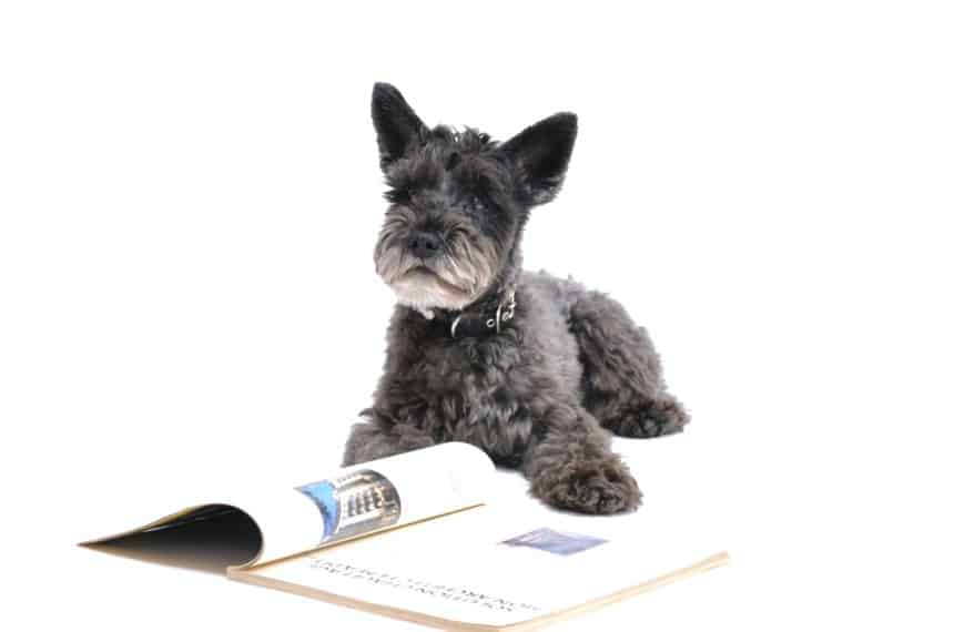 Training/Trainers -Puppy Tips Training/Trainers -Puppy Tips