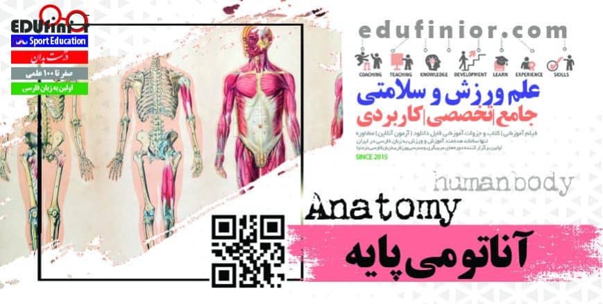 آناتومی آناتومی