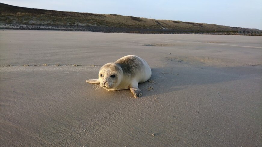 Wangerooge Wangerooge