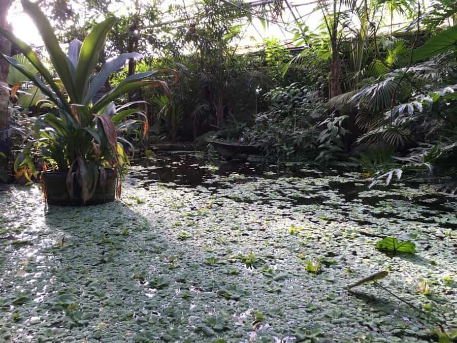 pond at the living rainforest