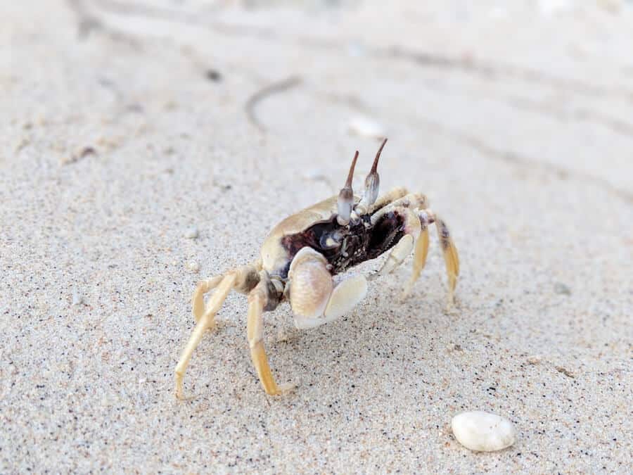 Ghost Crab on Christmas Island (