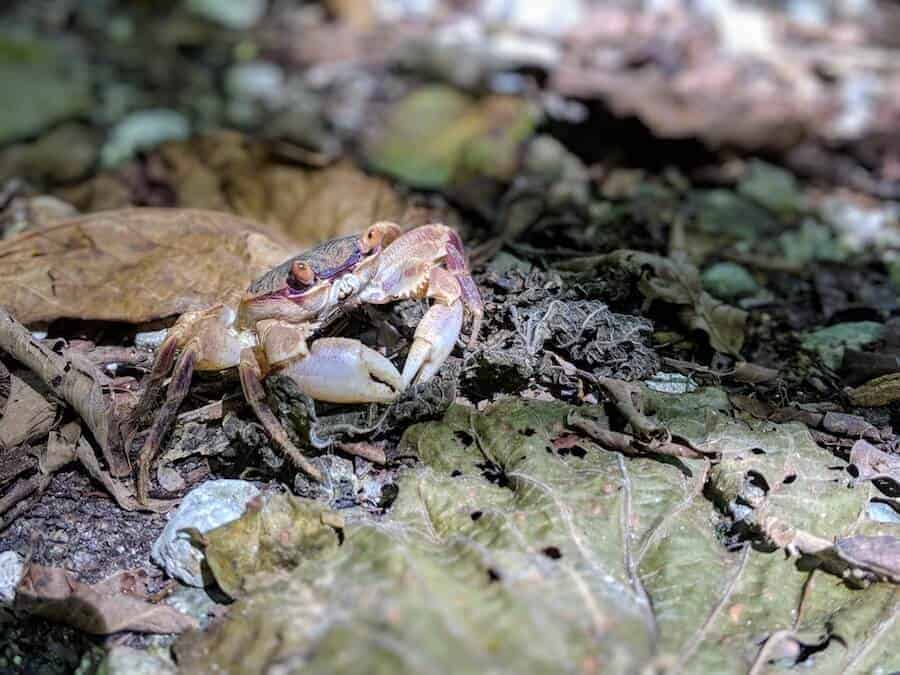 Purple Crab on Christmas Island