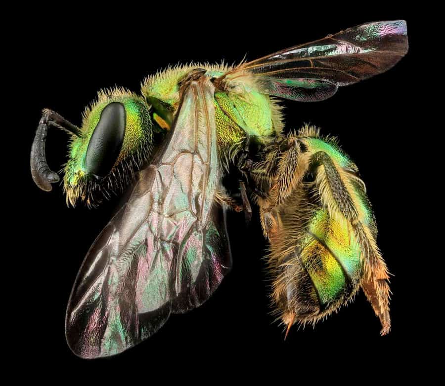 This beautiful metallic bee, Augochlorella aurata, is found in transmission line corridors across the eastern United States and Canada. Photo: David L. Wagner.