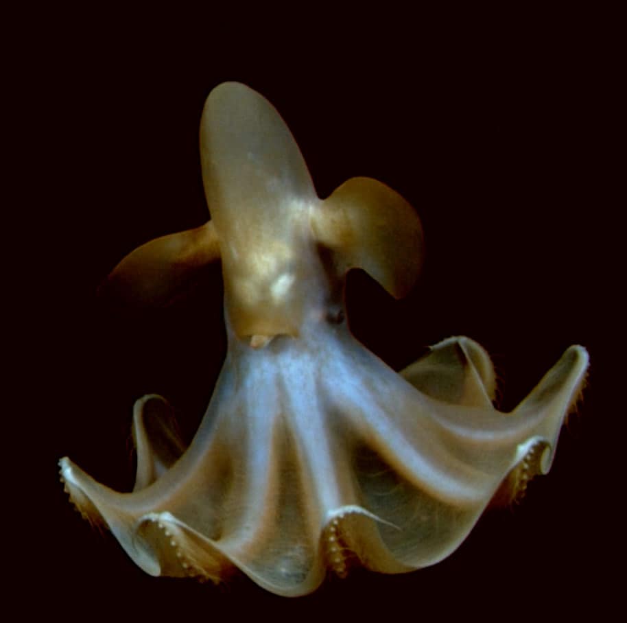 Dumbo octopus. Source: NOAA.
