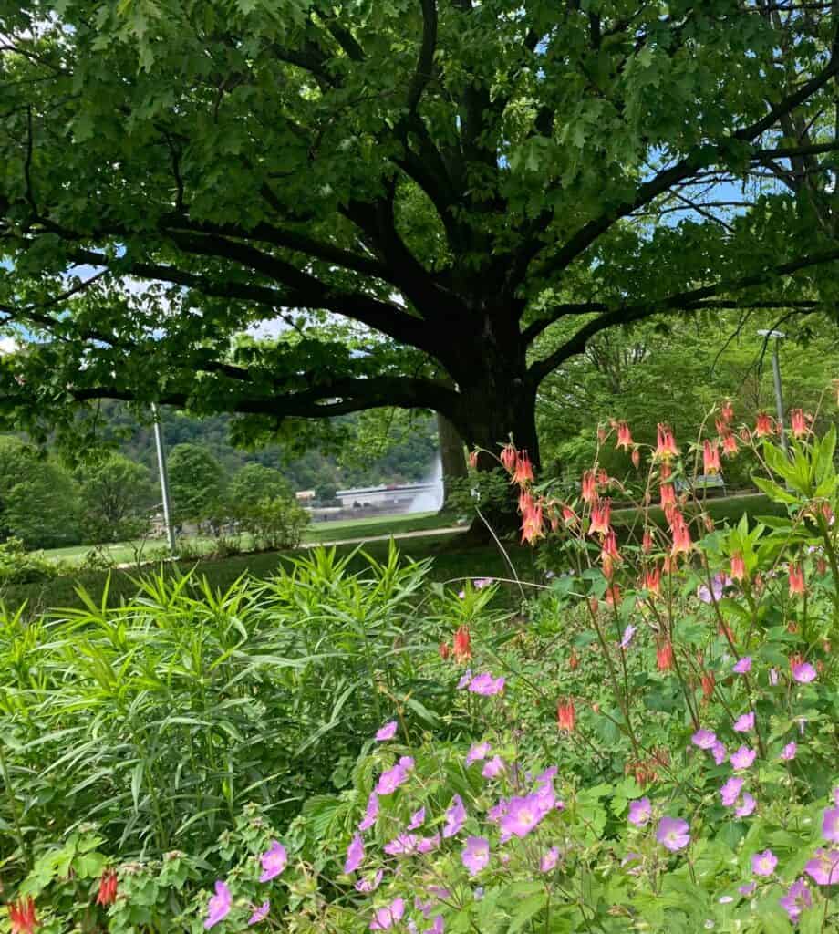 wildflowers at point state park