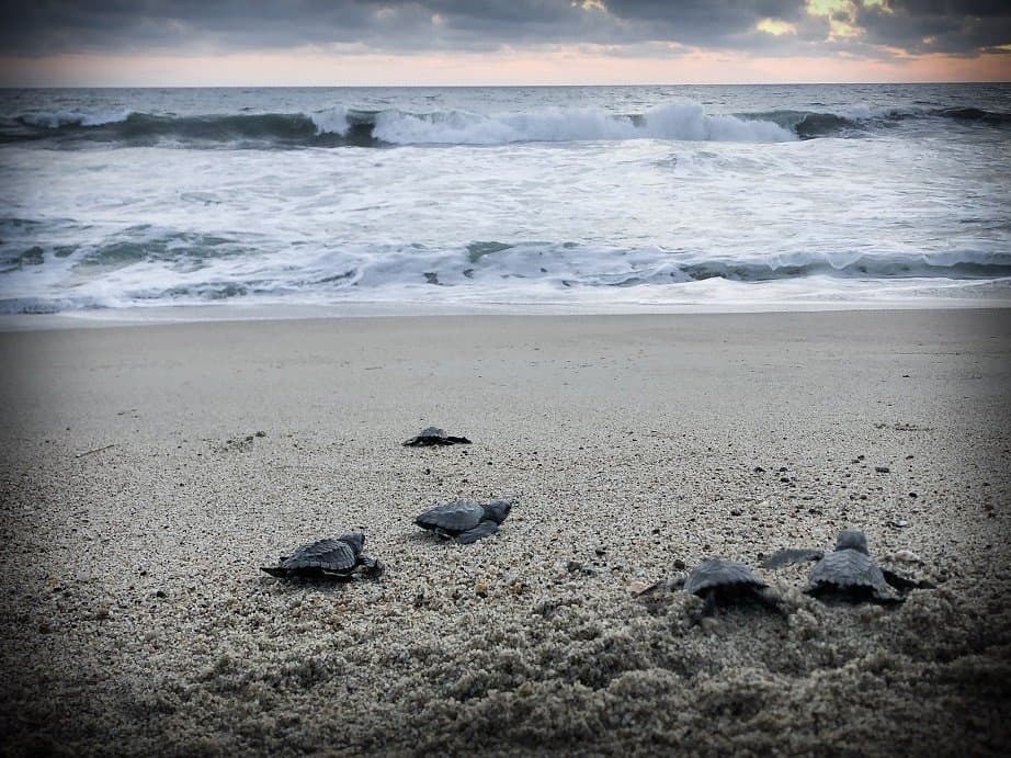 Baby turtles crawling on the sand to the ocean during a turtle release in Puerto Escondido, Mexico