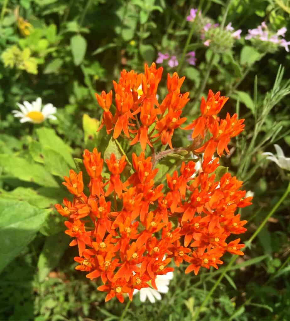 shawnee state park wildflower