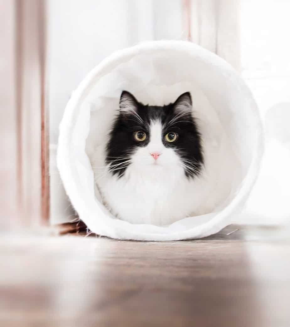 Cheap Or Free Puzzles To Enrich Your Cat S Life Life Cats