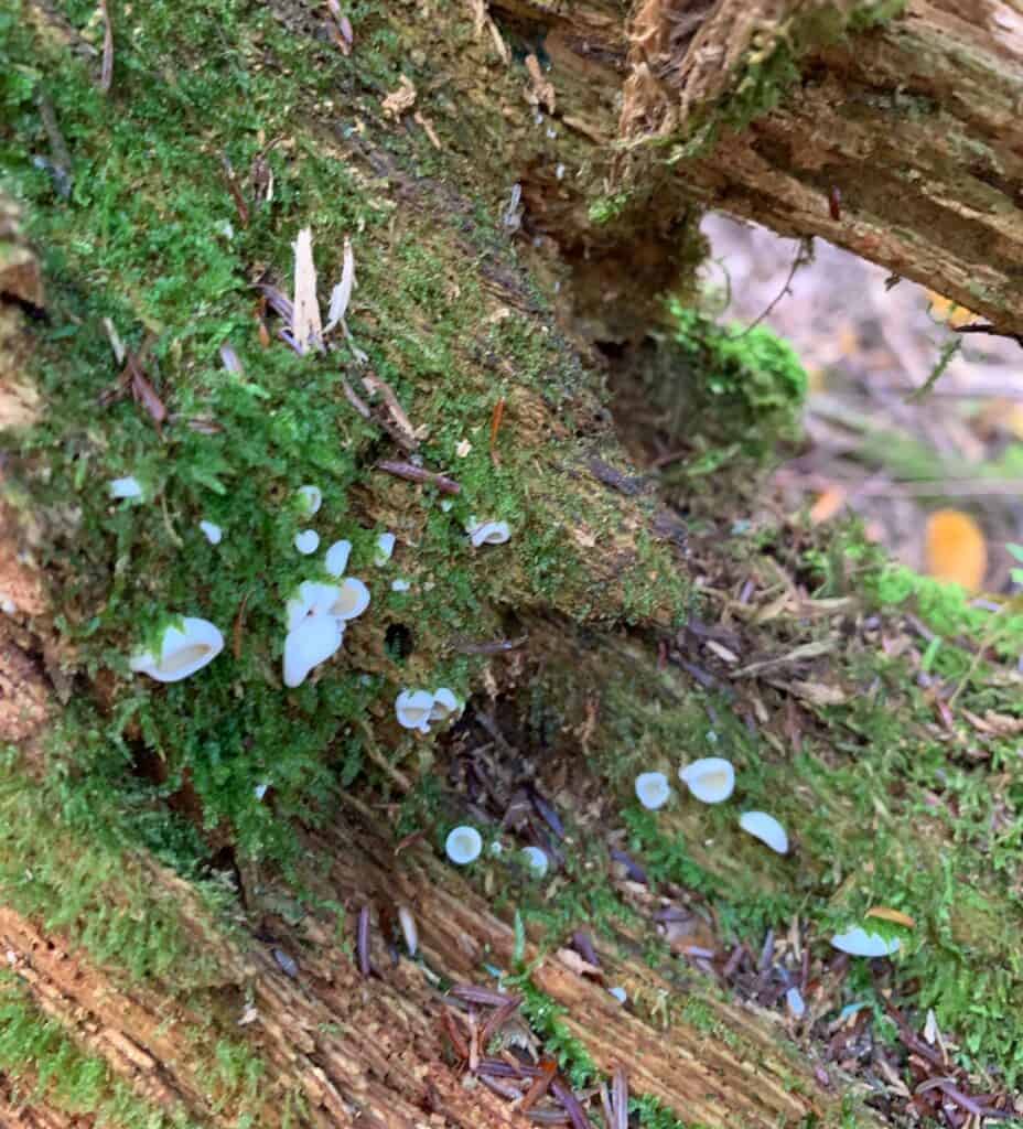 mushroom 4 in cook forest