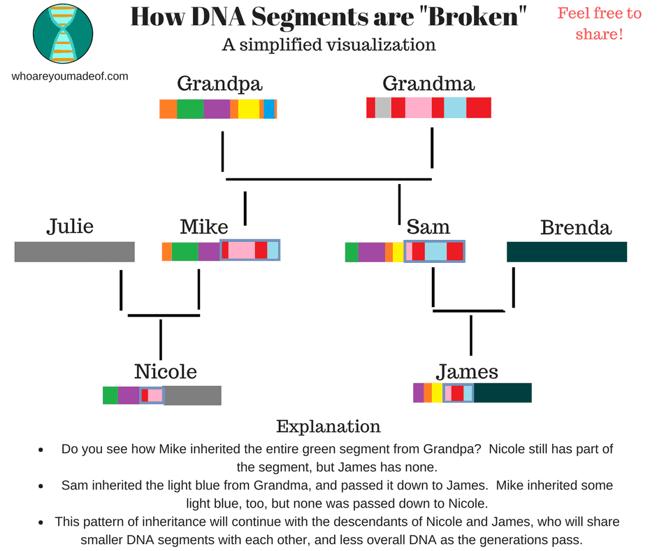 How DNA Segments are Broken up over the generations