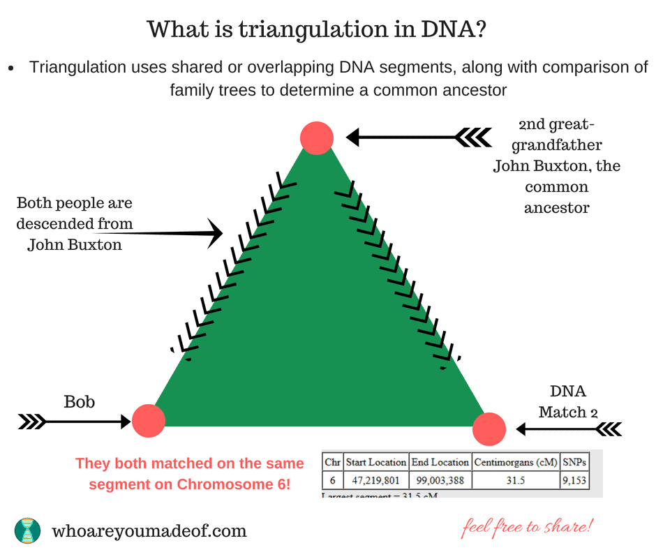What does triangulation mean? Triangulation uses shared or overlapping DNA segments, along with comparison of family trees to determine a common ancestor.