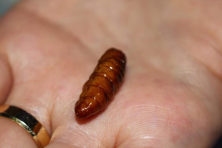 Thailand bugs silkworm