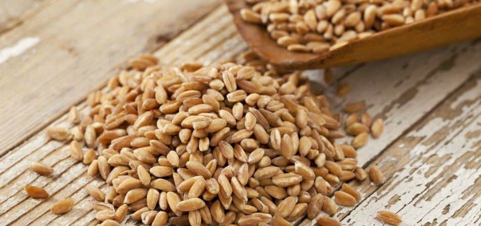 Farro Tutte Le Proprieta E I Benefici Del Grano Piu Antico
