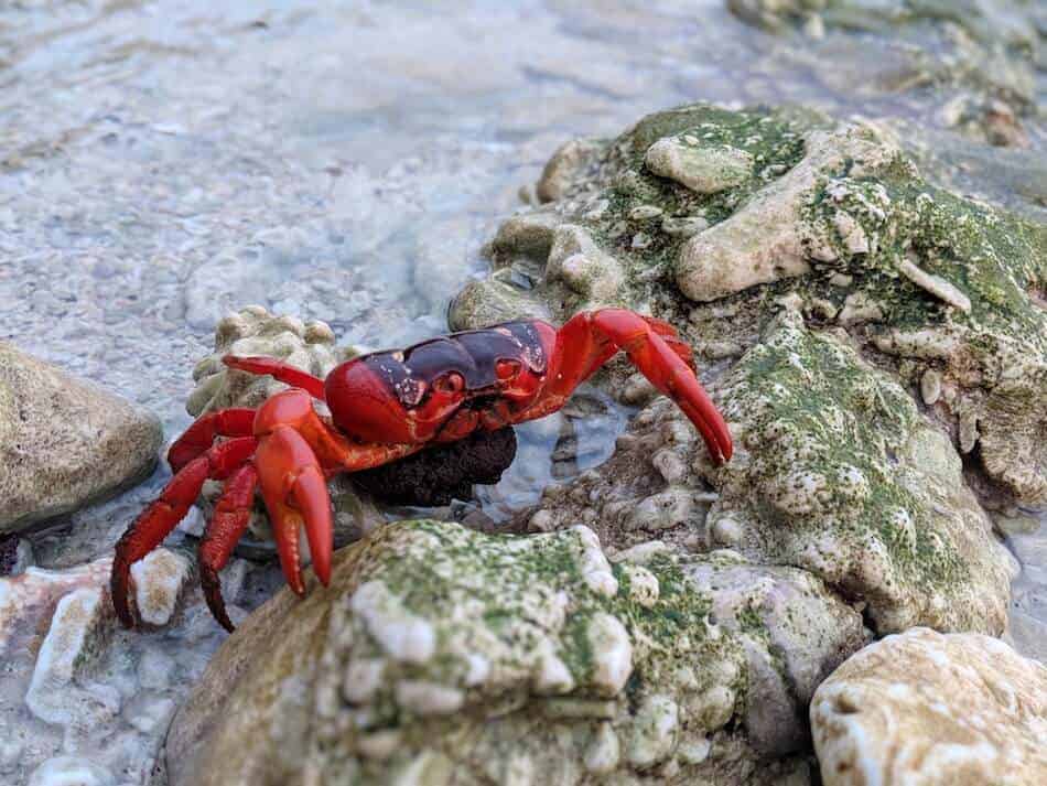 The christmas island red crab is a species of land crab that is unique to c...