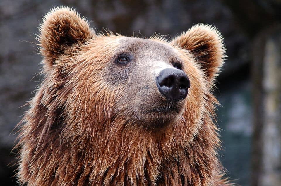 60% of Europe's brown bears are in Romania