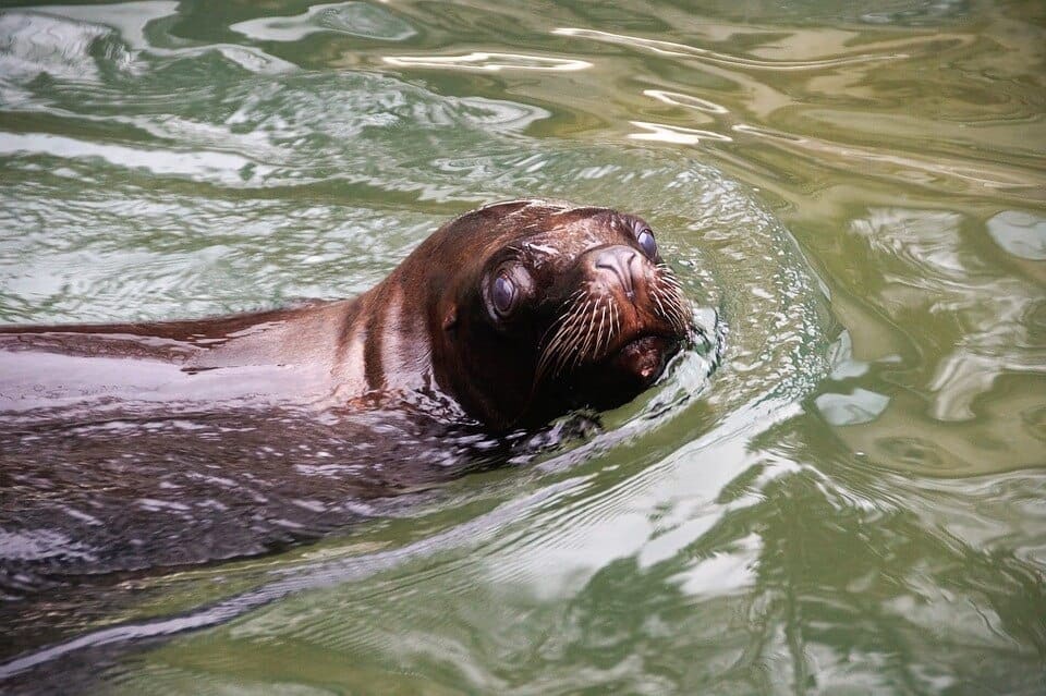 Berlin's Zoologischer Garten has the largest collection of animals