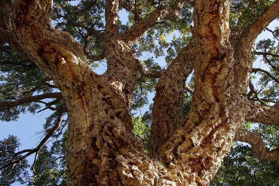 Cork Oak