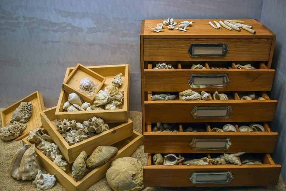 Largest collection of Shells