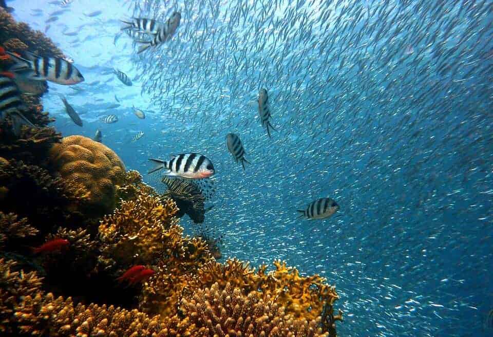 Fish and corals in Hawaii