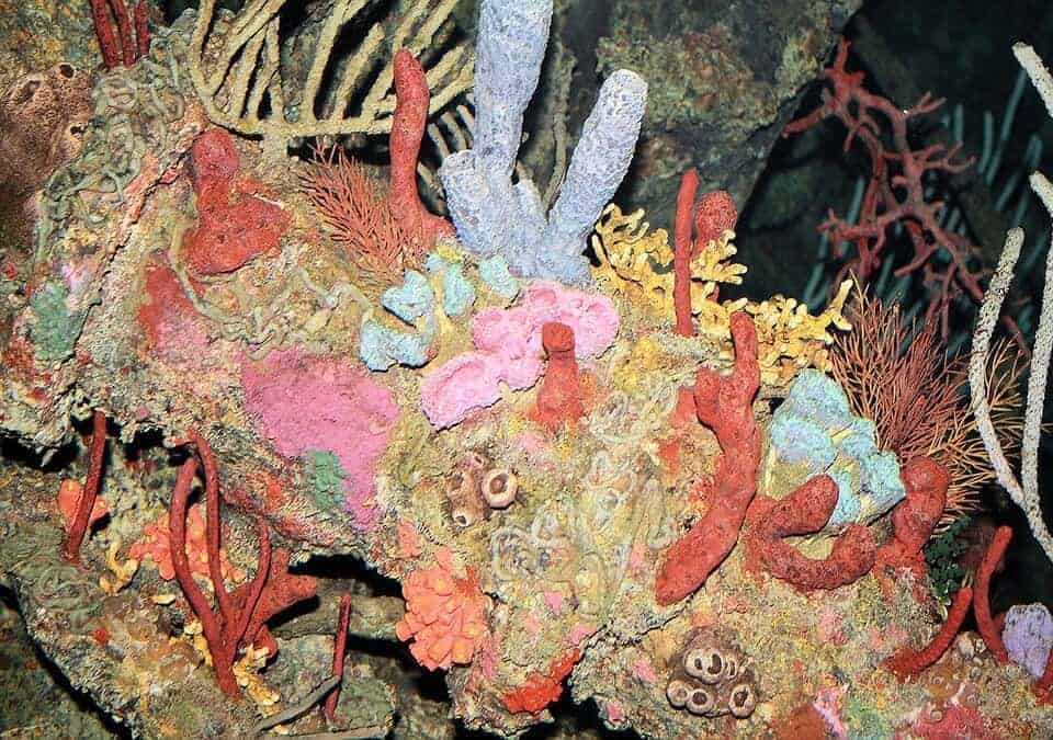 Colorful Corals