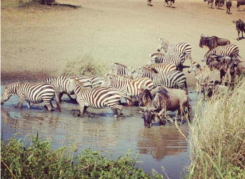 Nomad Tanzania Serengeti Migration