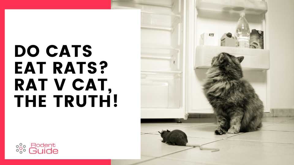 Do Cats Eat Rats? Rat v Cat, the Truth! - DIY Rodent Removal